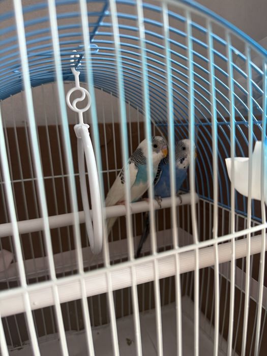 Продам пара попугай