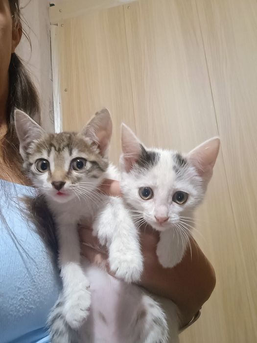 Отдам в добрые руки котят