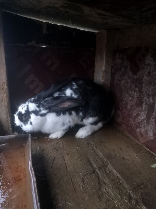 Vând iepuroaica uriaș german!