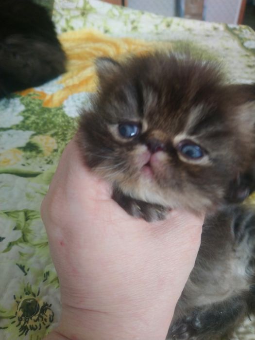 Продам персидского котёнка