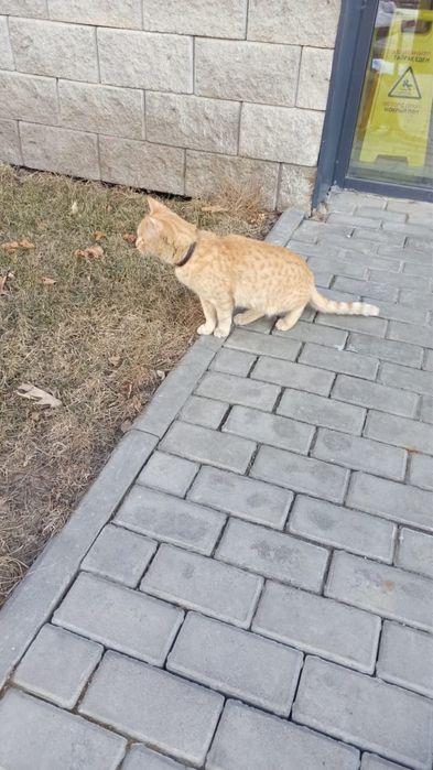 Кошечка в добрые руки