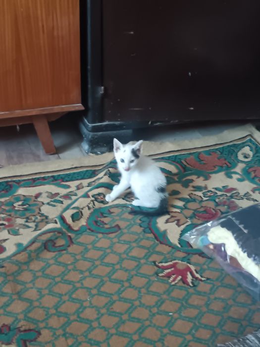 Ofer spre adopție 3 pisicuțe dragalase