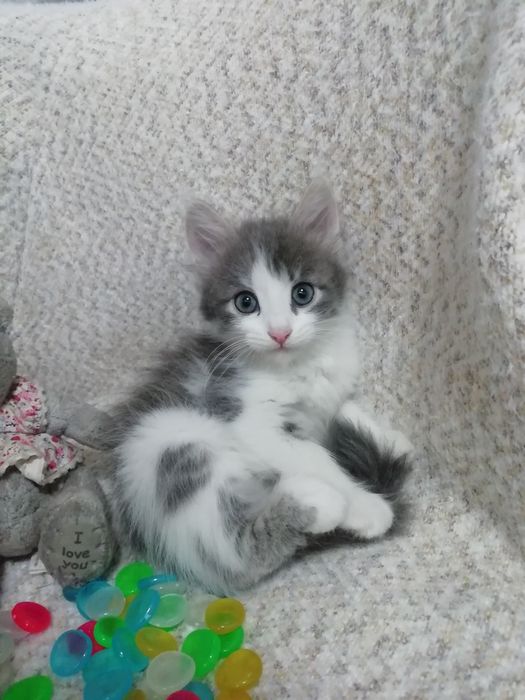 Продам котят полукровок