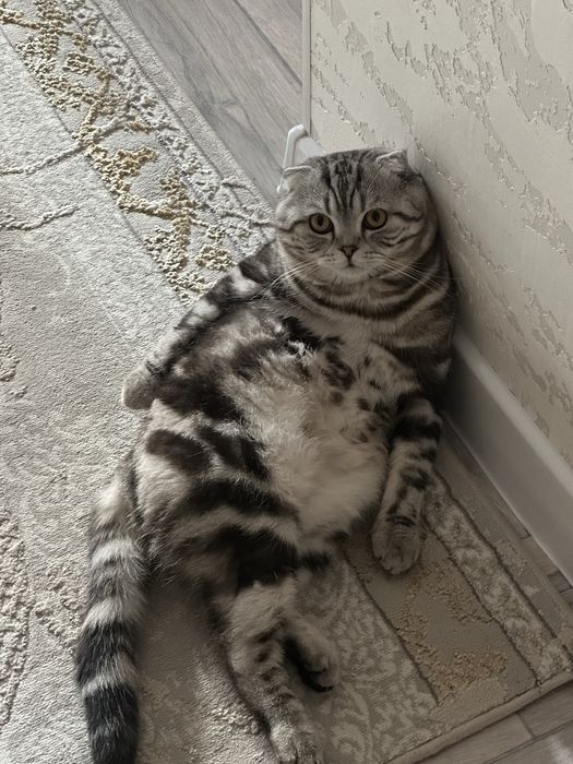 Красивый кот на вязку