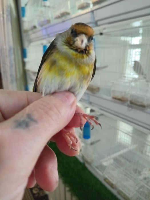 Гебриды щегол и репел.