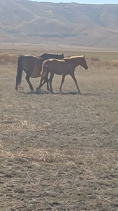 Продам жеребята  Уланский район