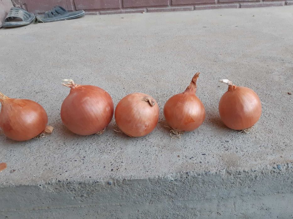 Продается семена лука сорт Банко и Свит. Пиёз уруги. Piyoz urug