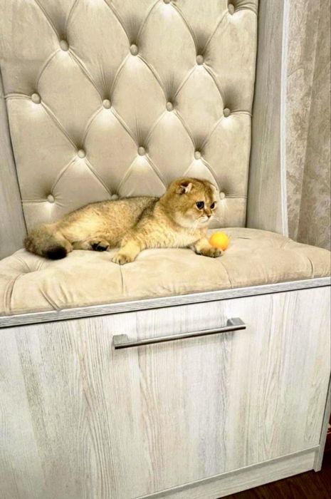 Вязка Золотая шиншилла Scottish fold