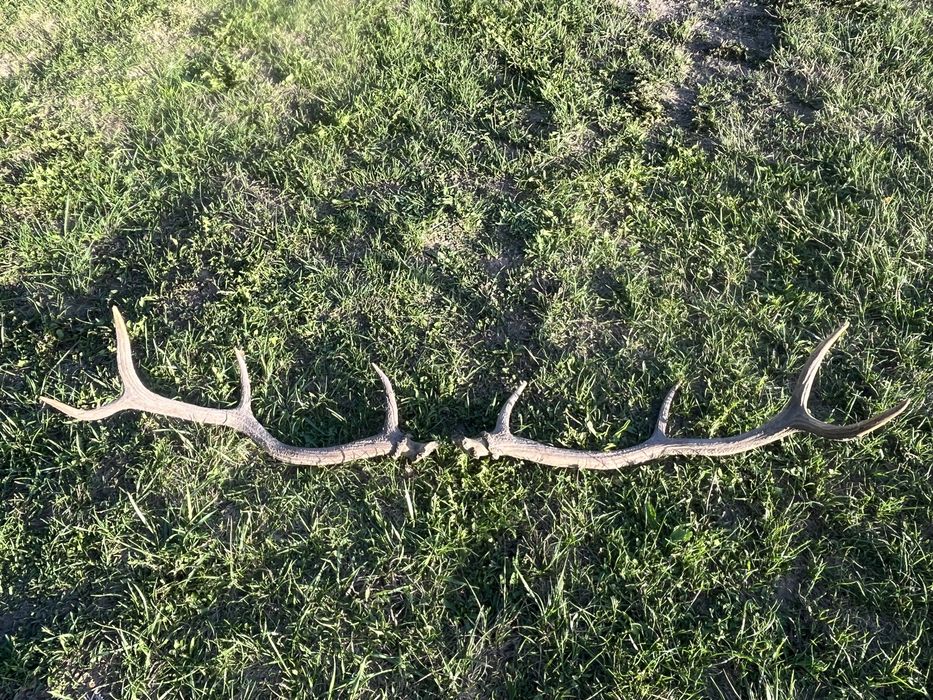 Coarne cerb de vanzare.