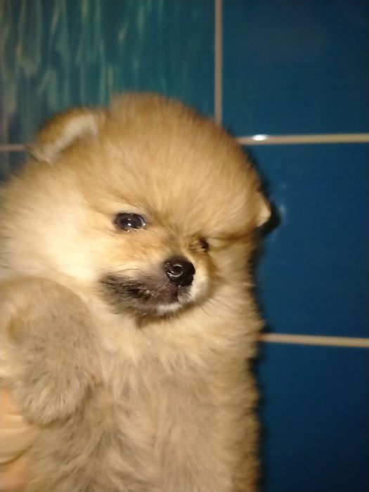 Померанский шпиц