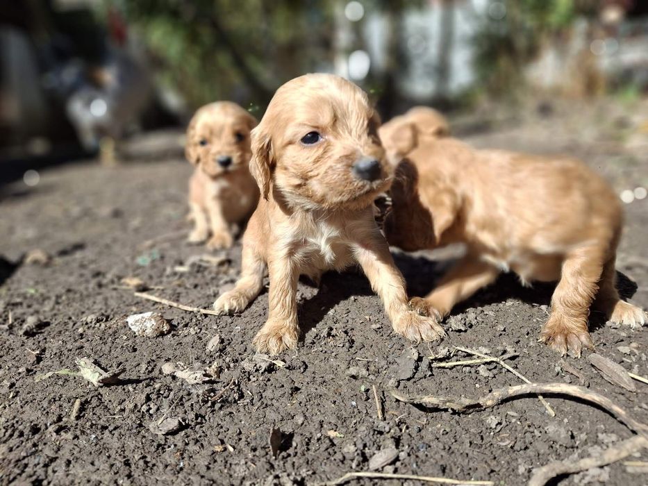 Малки кученца Кокер Шпаньол