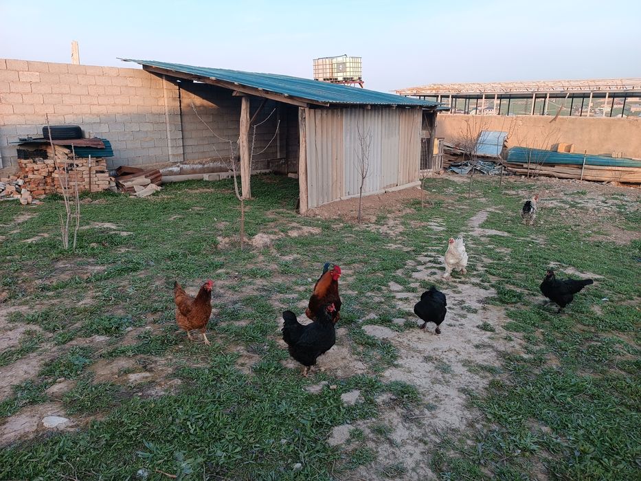 Өтіп бара жатқандарға минет жасайды