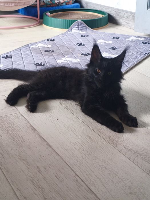 Котёнок Мейн-кун