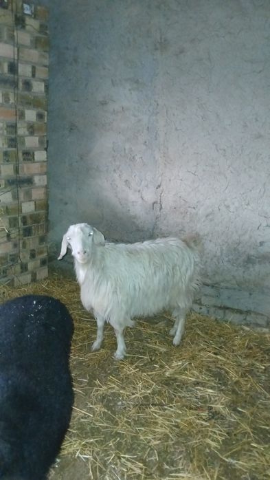 Echki zotddor sut beradi qornida bolasi bor 2 tadan tug'adi