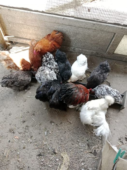 Продам карликовых