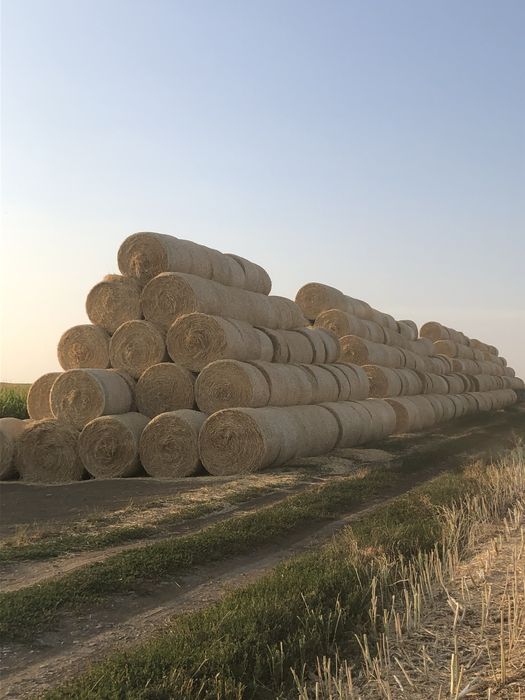 Vand 1000 baloti paie 120X120