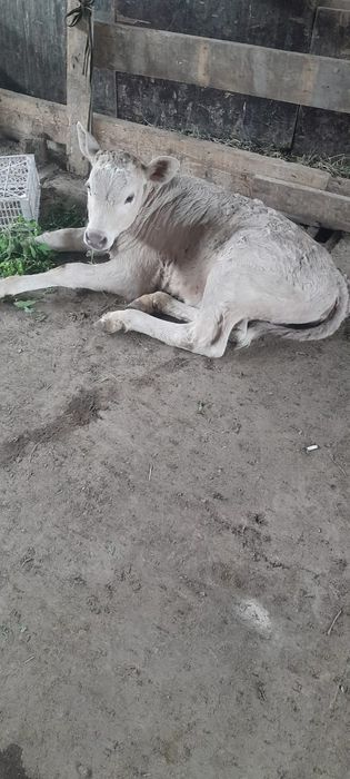 Продам корову с телёнком