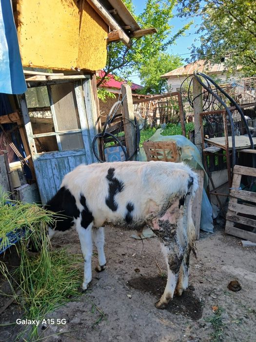 Vând vital se poate vedea la 3 km de craiova