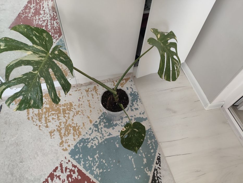 Продам комнатные цветы.