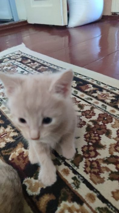 Отдам кота в хорошие руки