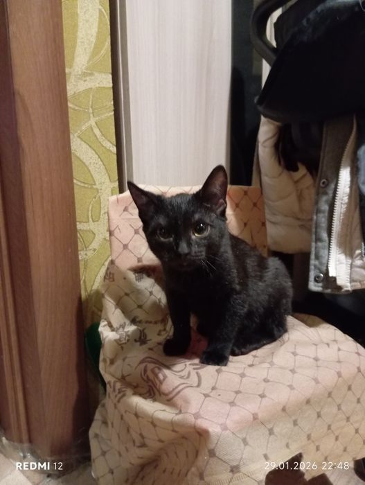 Отдам котенка в добрые руки