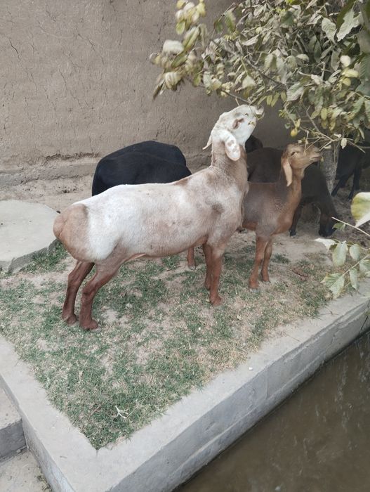 Qoʻchqor sotiladi edilbay karabl linyasi