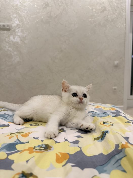 На продаже котята