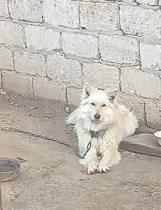 Отдам собаку кобель 1.5 года