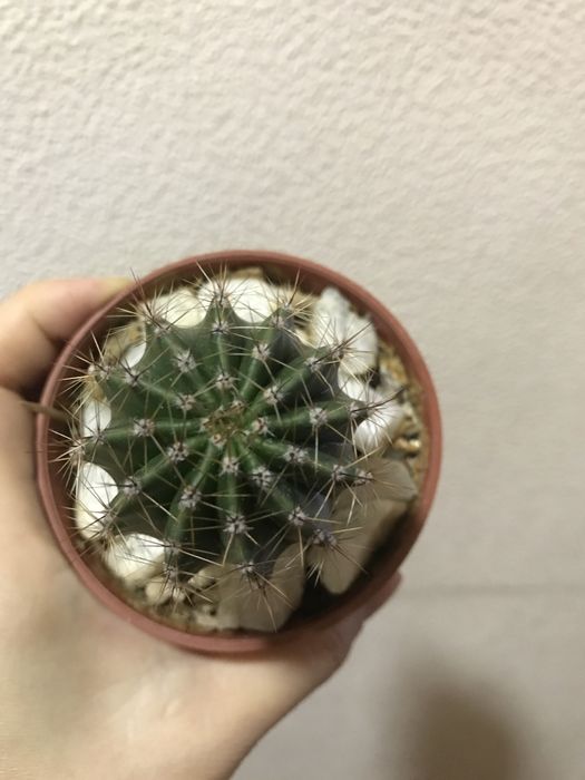 Кактус эхинопсис