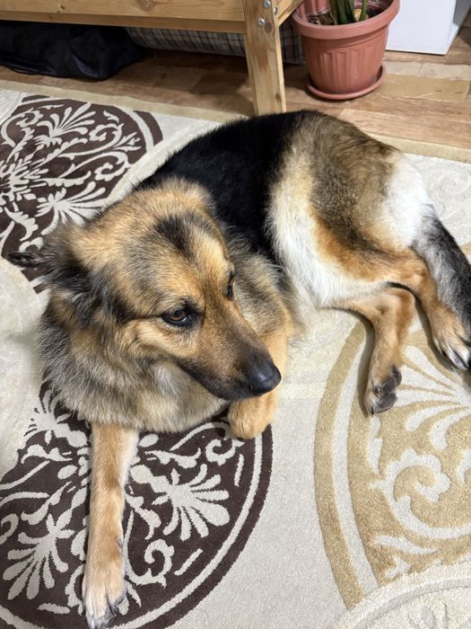 Груминг кошек и собак