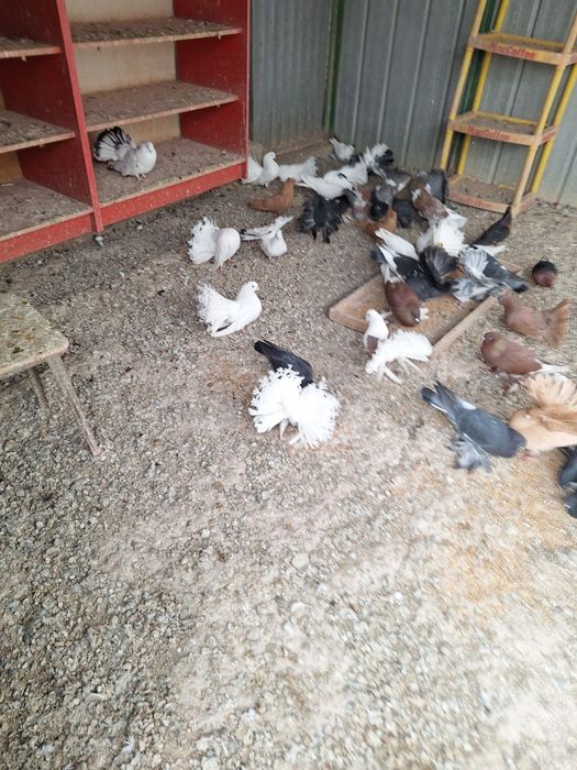 Птицы голуби канарейки