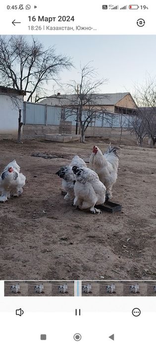 Светли голубой брама