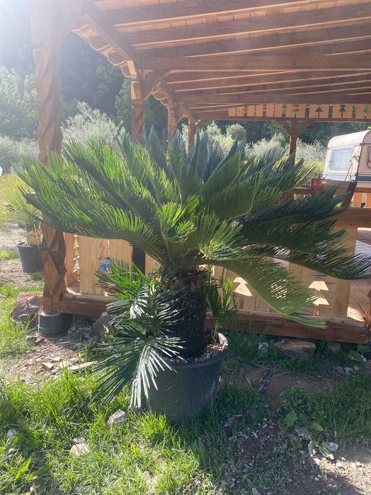 Plante – Palmier Trachycarpus Fortunei – Toate dimensiunile disponibile