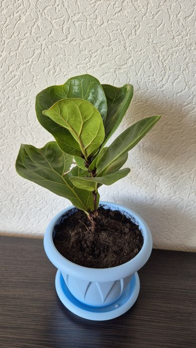 Фикус Лирата Бамбини