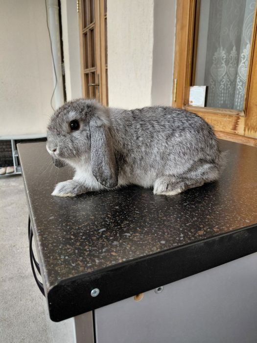 Французский карлик баран 7 ойлик