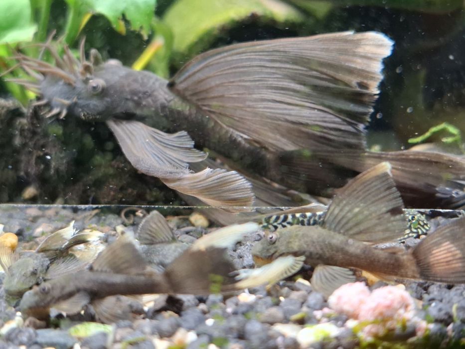 Звездни сомчета,воални анцитруси