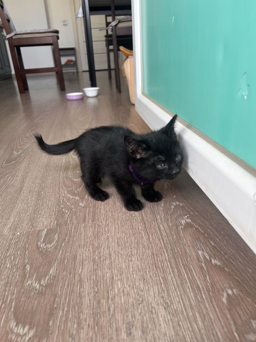Котенок в добрые руки