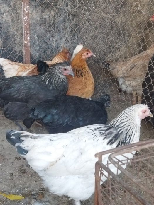 Продам куры домашние