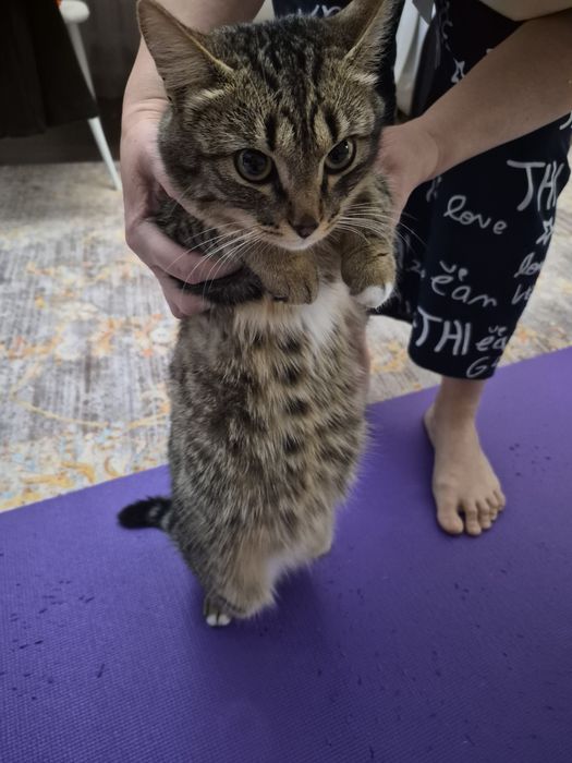 Котик в хорошие руки