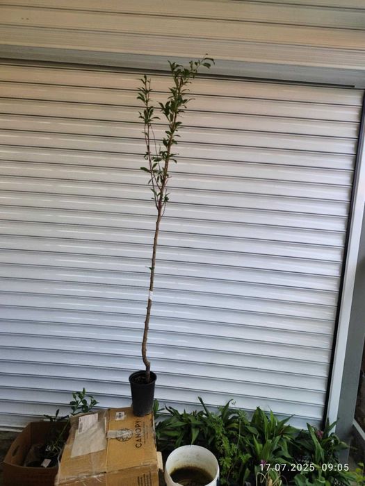 Бяла нектарина - Фиданки