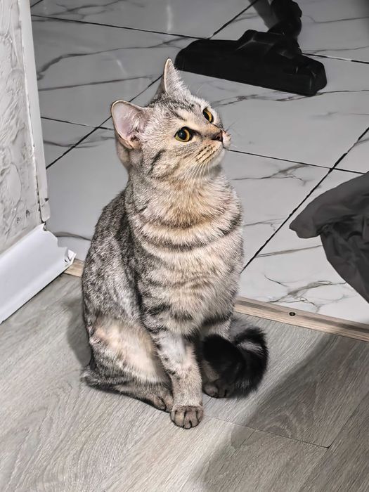 Отдам милую кошечку в добрые руки