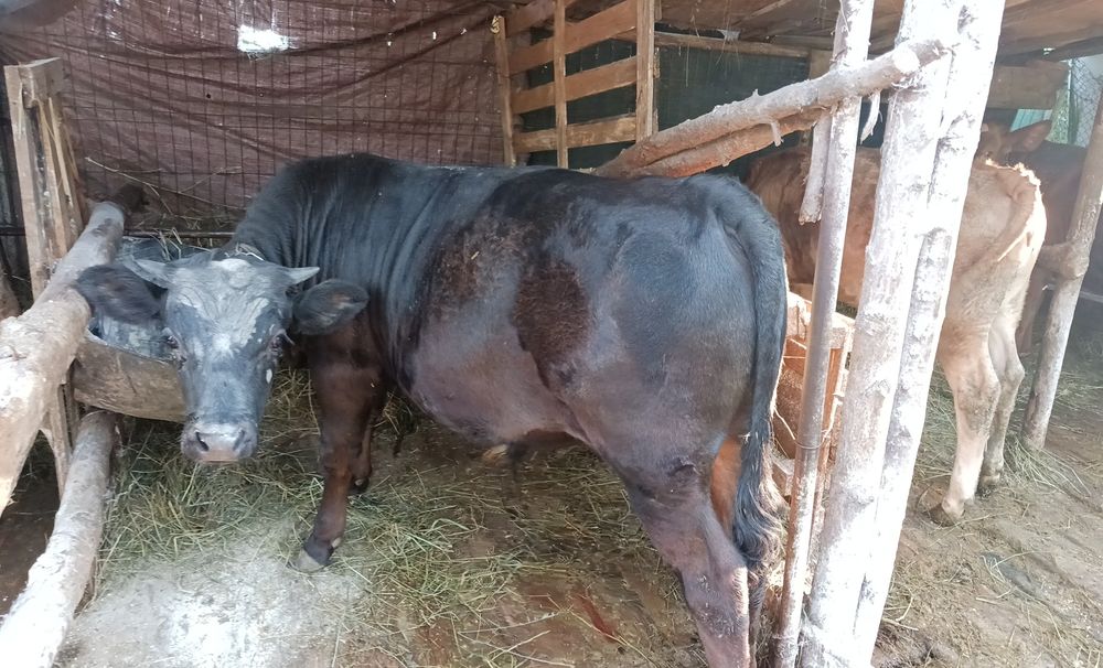 De vânzare 2 taurasi și o vitea!
