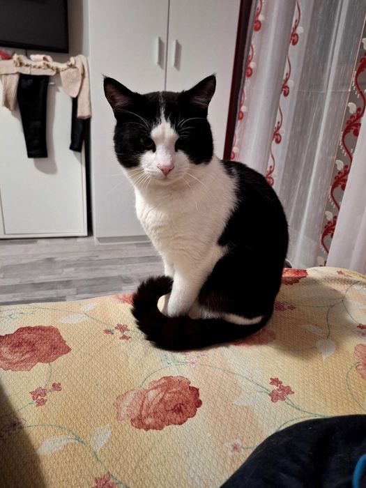 Ofer spre adoptie motanel.