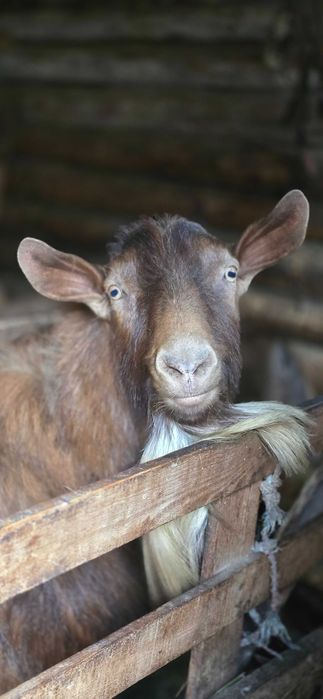 Țap ideal pentru montă