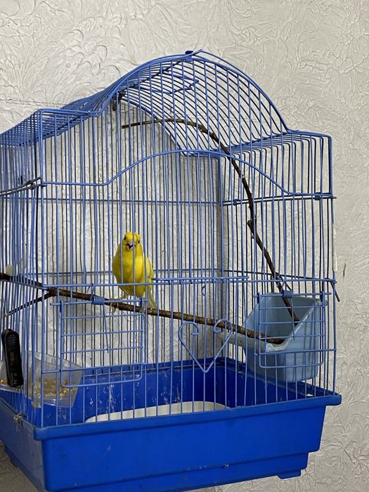 Продам кенаров певчие/мальчики , девоски красивые