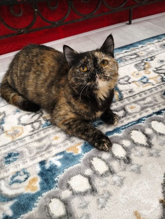 Кошечку в добрую семью