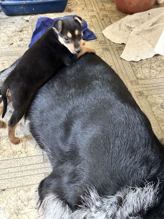 Щенок в добрые руки