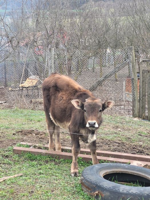 vand 3 vitele de 5 si 6 luni