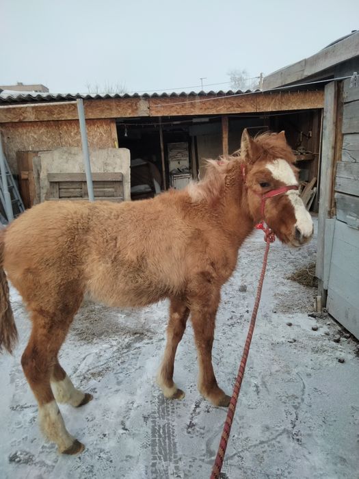 Жабагы ургашшы, продам