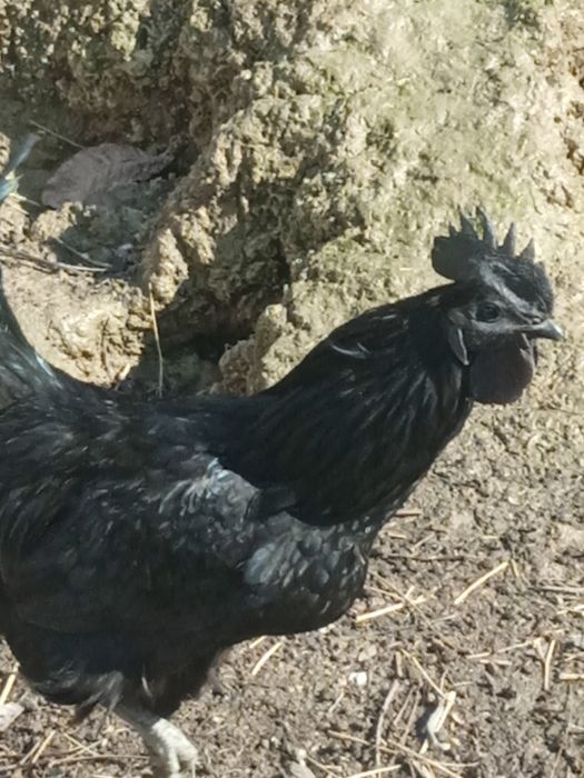 Uxeyilyuy tuxumlari sotiladi. Яйца курицы Ухэйилюй зелёные